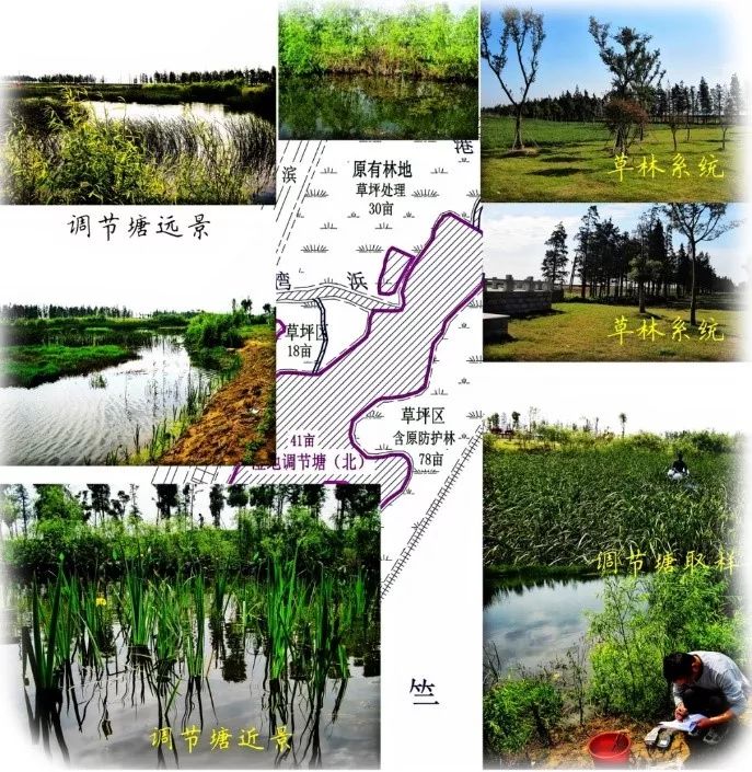 生态·案例|湖泊缓冲带是保护湖泊健康的有效措施 (图10)